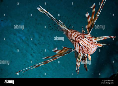 Israel Eilat Red Sea Underwater Photograph Of A Radial Lionfish Pterois