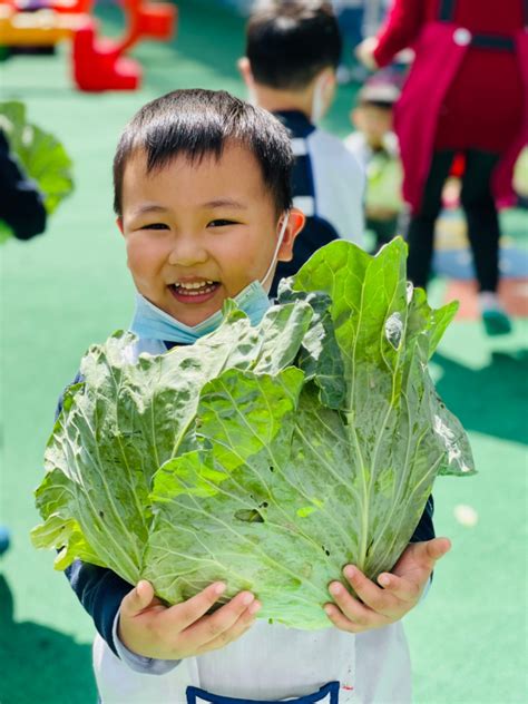 食農教育從小扎根 竹林中學熱情響應10元認購高麗菜義賣 社會 Newtalk新聞