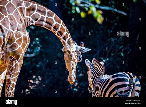 Giraffe Zebra Zoo Hi Res Stock Photography And Images Alamy