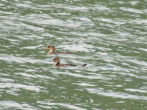 I saw these birds at Rattlesnake Lake in Washington State : r/whatsthisbird