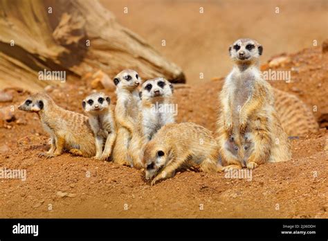 Big Animal family. Funny image from Africa nature. Cute Meerkat ...