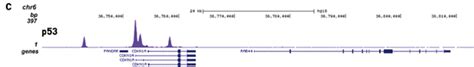 iDeal ChIP-seq kit for Transcription Factors x24