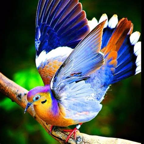 Pretty Birds, Beautiful Birds, Animals Beautiful, Gorgeous, Magnificent ...