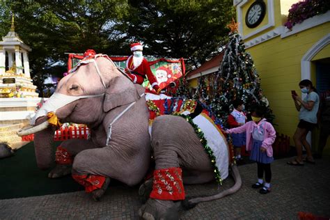 Elefantes Desejam Feliz Natal Vestidos A Rigor Com Chapéus E Máscaras