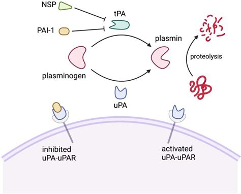 Review Of Evidence Implicating The Plasminogen Activator System In