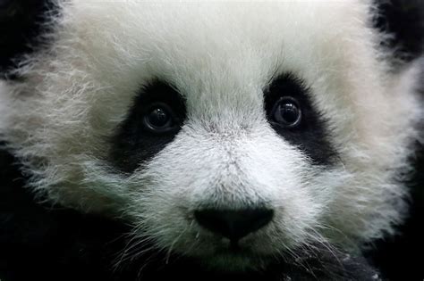 Second Fluffy Baby Panda Makes Debut At Zoo Negara And We Cant Handle