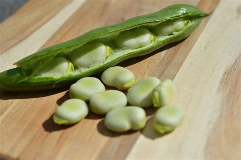 What Are Fava Beans