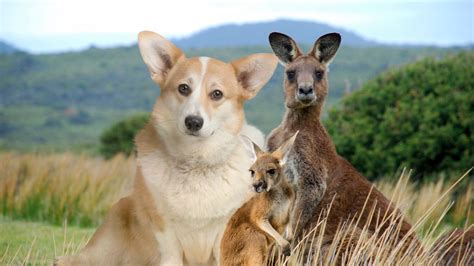 8 Benefits of Kangaroo Dog Treats – Knine Culture