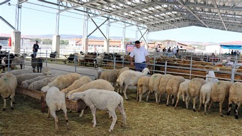 Hayvan Pazar A L Yor Orum Haber Gazetesi