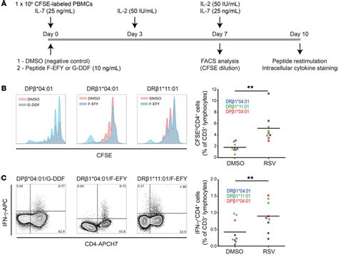 Immunodominant Epitopes From F And G Proteins Induce Proliferation And