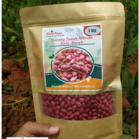 Jual Benih Bibit Kacang Tanah Hibrida Kulit Merah Super Isi Kg