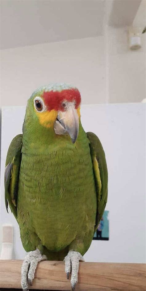 Red Lored Amazon Parrot Adults For Sale Petclassifieds