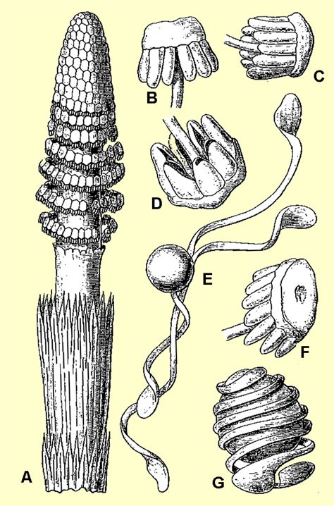 Pterophyta Psilotum Equisetum Ferns