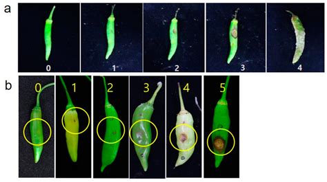 Horticulturae Free Full Text Evaluation Of Anthracnose Resistance