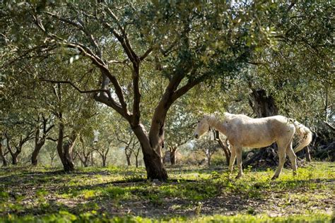 T Rkiye Gr Nde F R Einen Besuch In Urla Dem Aufstrebenden