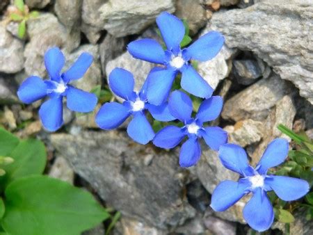 Gentiana Angulosa Skalni Ky Jundrov