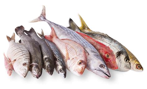 Febrero Y Sus Pescados De Temporadael Blog Del Mar