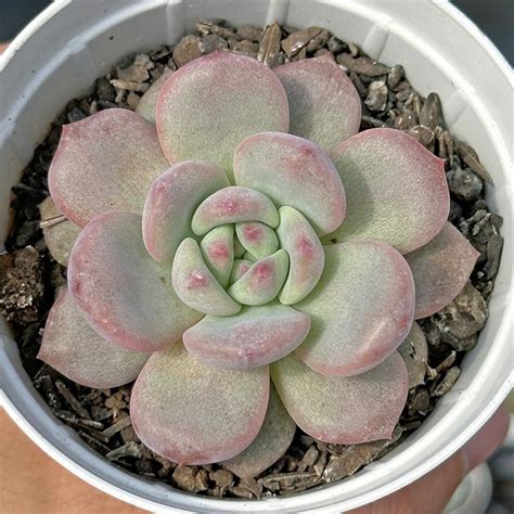 Echeveria Ariel Comprar Em Suculentas Da Pri