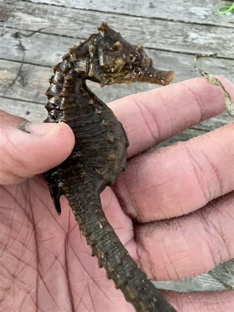 Lined Seahorse