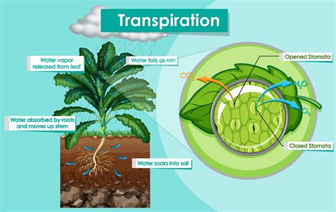 Diagram Showing Transpiration Plant Vector Art At Vecteezy