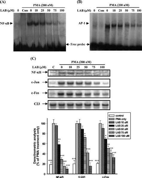 Inhibitory Effects Of Lab On Nf J B And Ap Dna Binding Activities