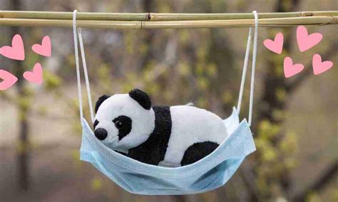 Names For Pandas In Adopt Me At David Watson Blog