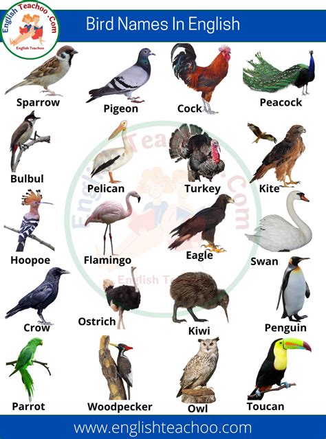 English Teachoo Bird Names List In English With Pictures Https