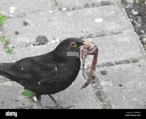 Gusano En Pico De Ave Fotografías E Imágenes De Alta Resolución Alamy