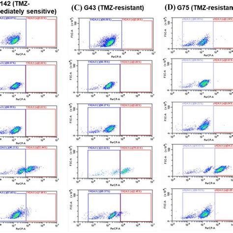 Flow Cytometry Dot Plots Exhibiting Induction Of γh2ax In G76 A