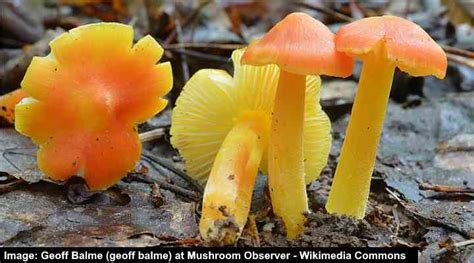 Types of Yellow Mushrooms (with Pictures) – Identification Guide • Air Gun Maniac