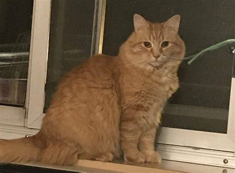 Stunning Orange Tabby Longhair Maine Coon Mix Cat For Adoption In