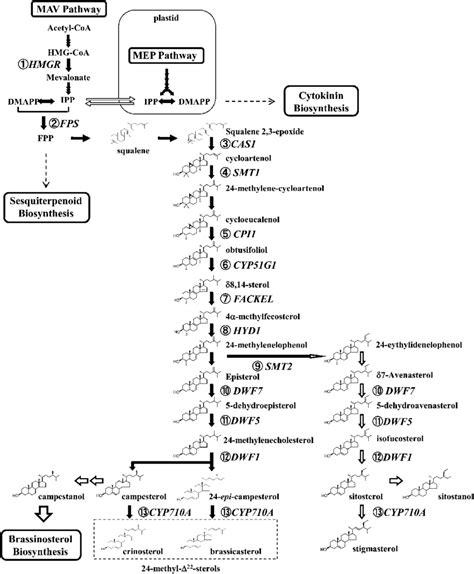 Schematic diagram of the plant sterol biosynthetic pathway. The plant ...