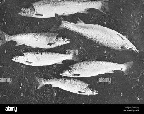 49621 Sea Trout Caught With Fly In The Sea Scourie Scotland July 1904