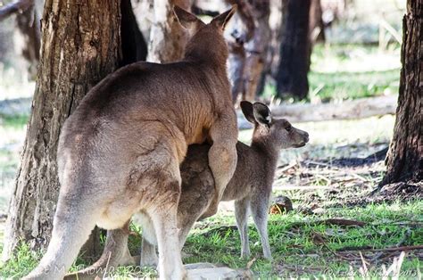 Kangaroos Mating Dandenong Ranges Nature Photography