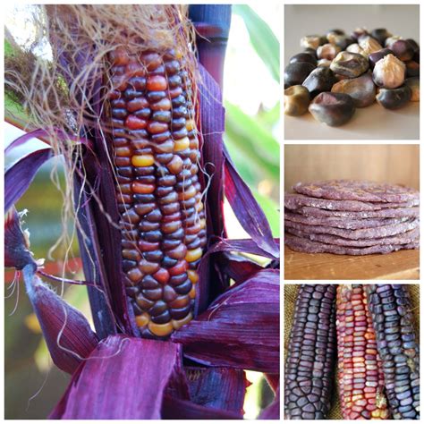 hopi indians corn