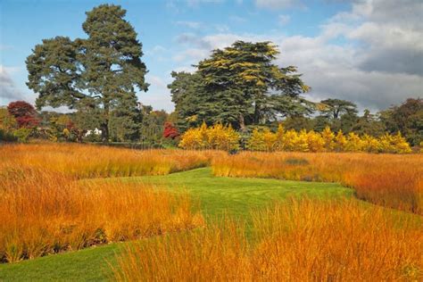 Prairie Grass stock photo. Image of trees, staffordshire - 17701830