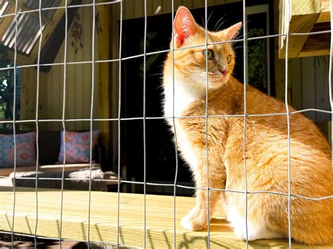 From Indoor To Outdoor A Cat S Guide To The Catio