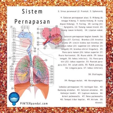 Sebutkan Sistem Pernapasan Pada Manusia Homecare