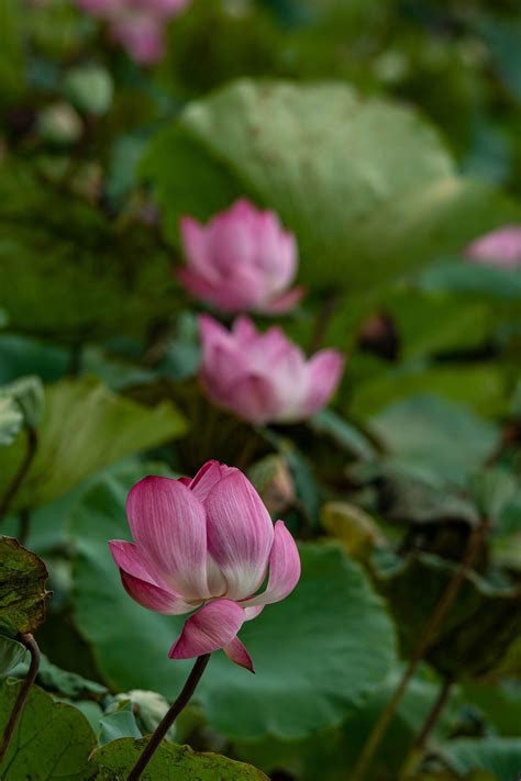 White Lotus Flower · Free Stock Photo