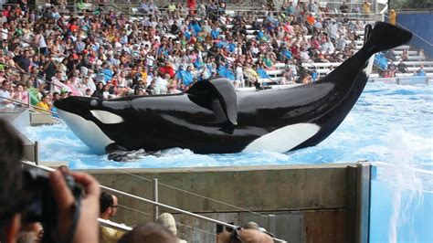 Blackfish Review | One-Sided Documentary Is Powerful, Frightening, and ...