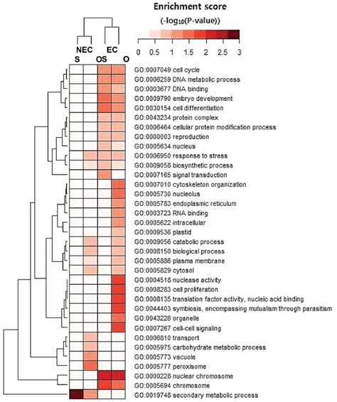 Clustered Heatmap Of Gene Ontology Go Enrichment Analysis Using