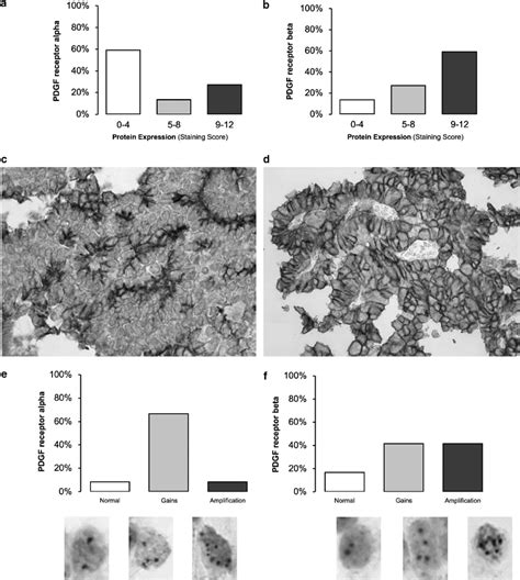 Platelet-derived growth factor (PDGF) receptor protein expression and ...