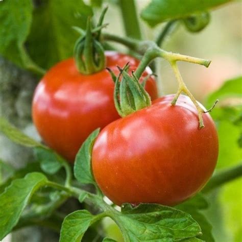 Red Tomato Seed Berner Rose Msl Gmbh Co Kg Round Biological