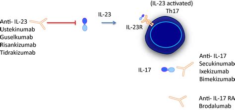 Frontiers Mini Review New Treatments In Psoriatic Arthritis Focus