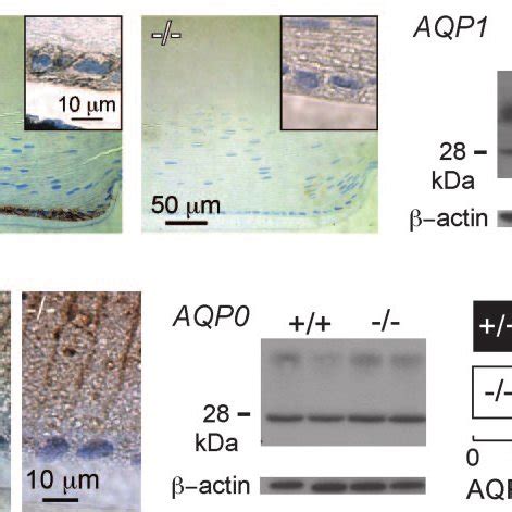 Aquaporin Expression In Mouse Lens A Left Immunocytochemistry