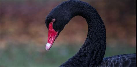 Coronavirus Is Significant But Is It A True Black Swan Event