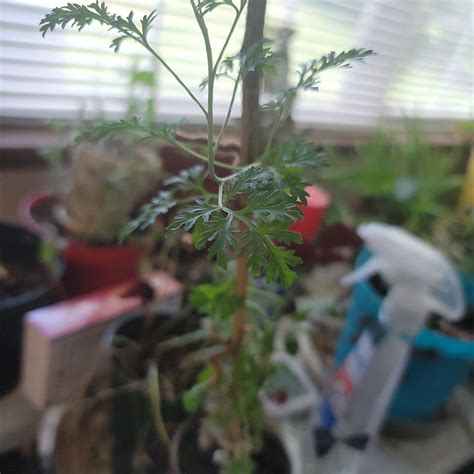 Why Are My Annual Ragweed Leaves Curling?