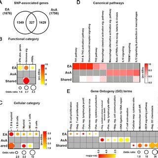 Functional Characterization Of SNP Associated Genes A Venn Diagram