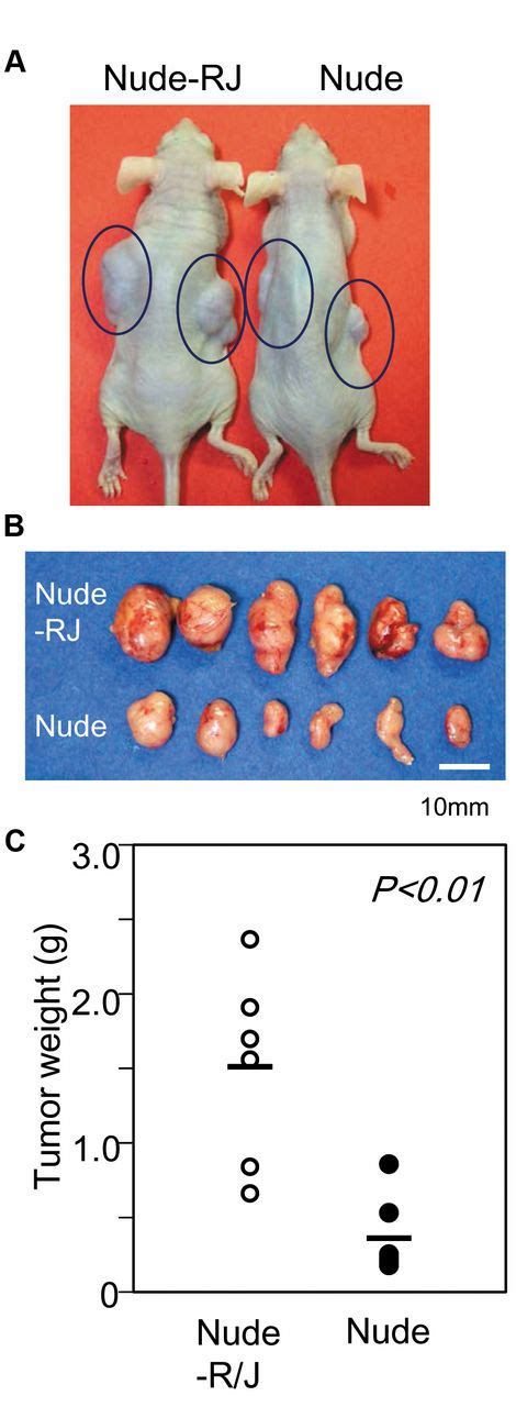 Establishment Of Nude Mice With Complete Loss Of Lymphocytes And NK