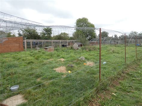 Red Fox Enclosure Zoochat